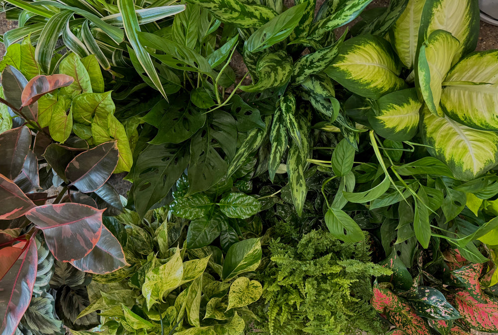 Plants