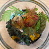 BYOC Terrarium Class, August 11th, 5:15pm