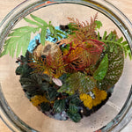 BYOC Terrarium Class, August 11th, 5:15pm