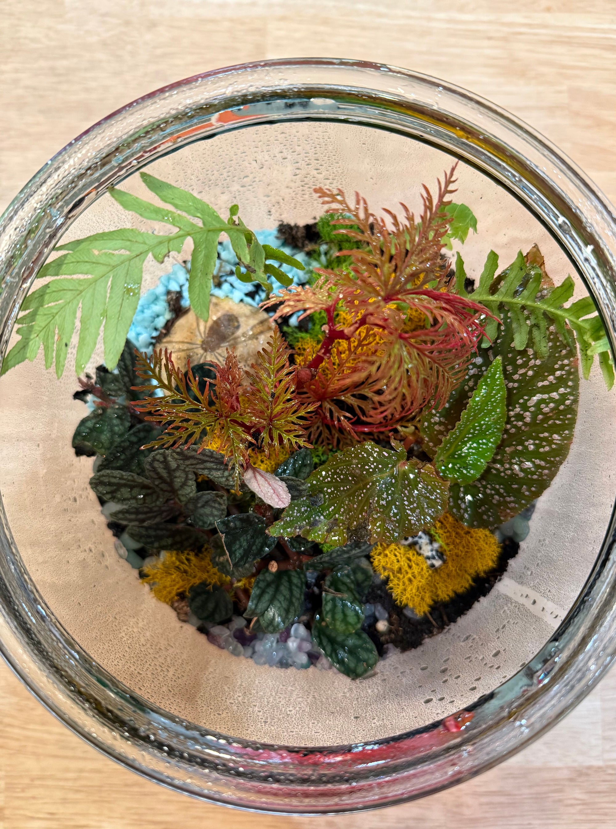 BYOC Terrarium Class, August 11th, 5:15pm