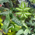 Plant Subscription