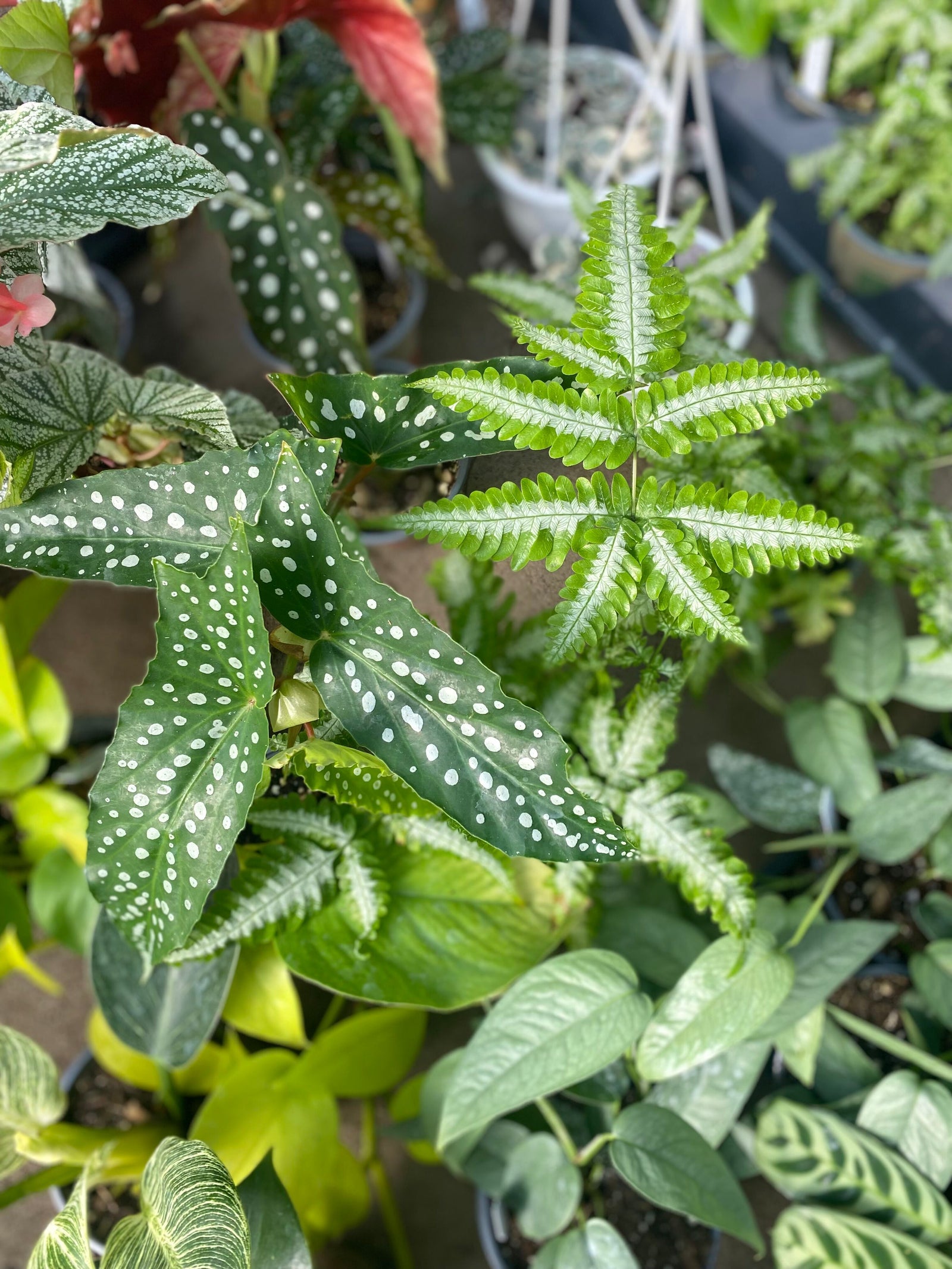 Plant
